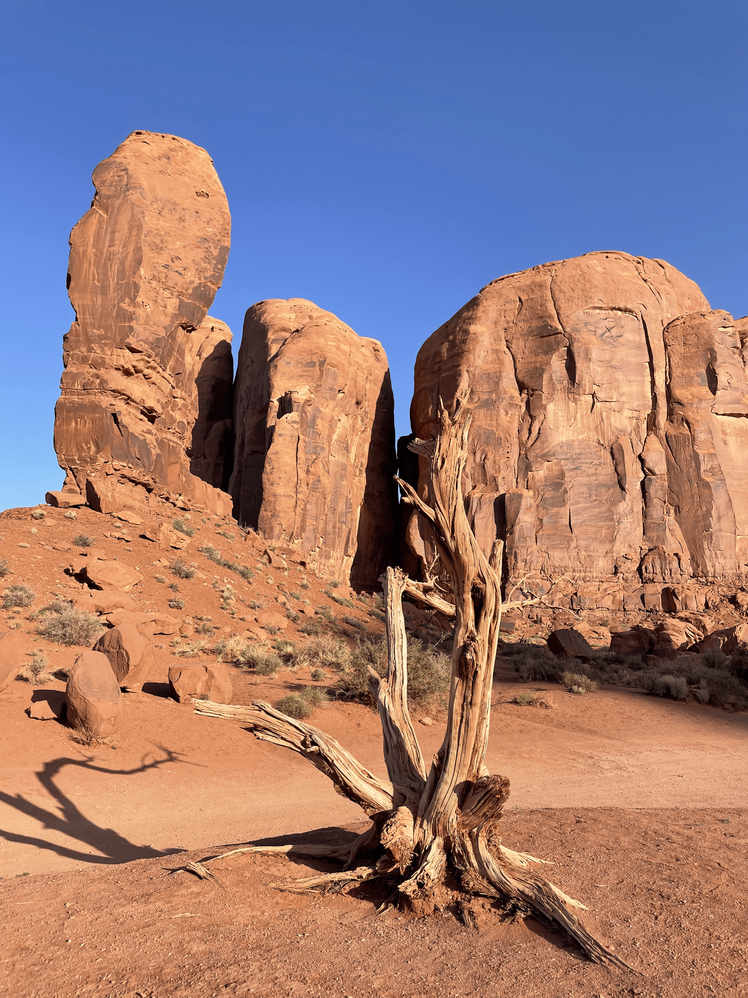 Dead branches in front of large rock formation in Monument Valley