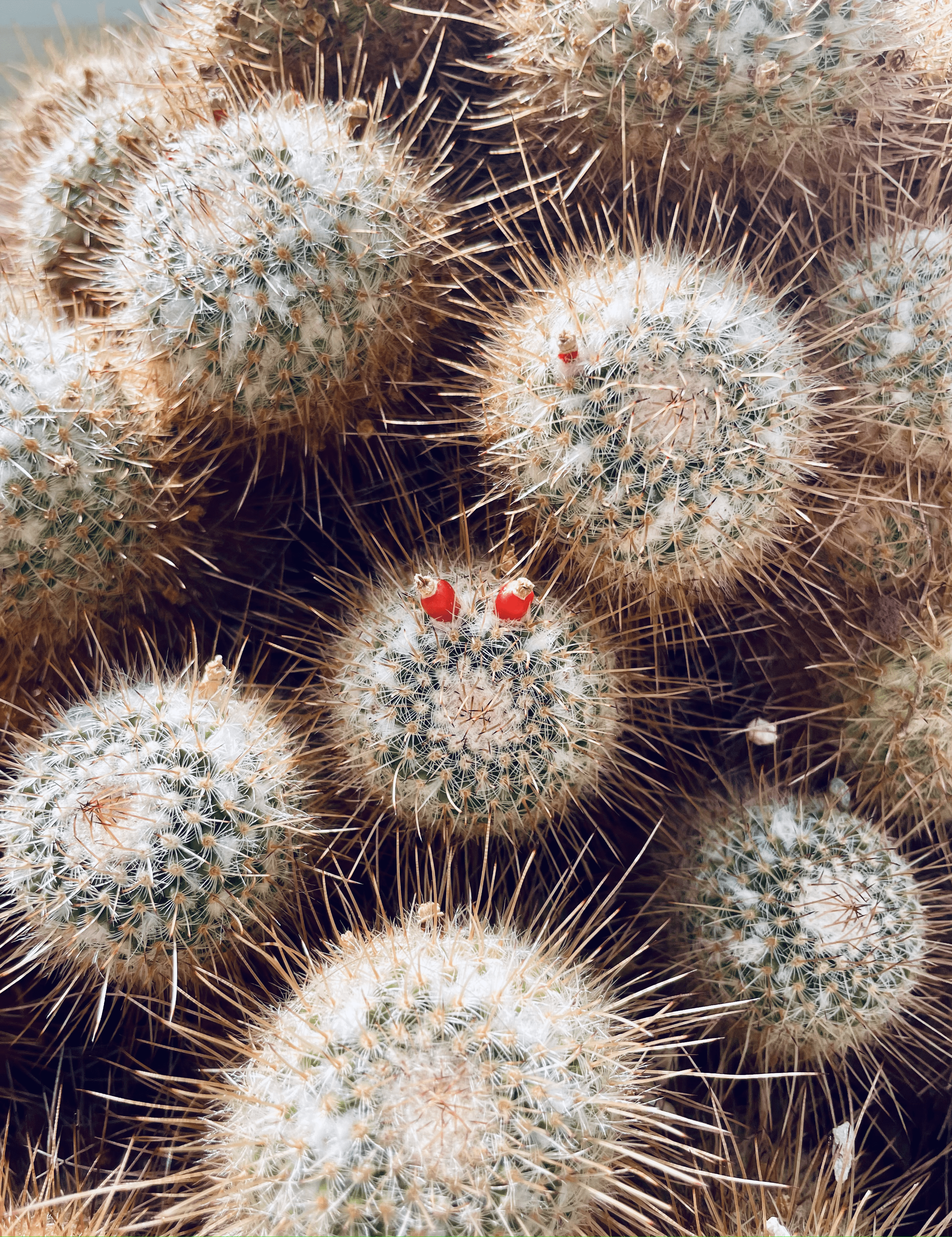 Cactus with red flower buds