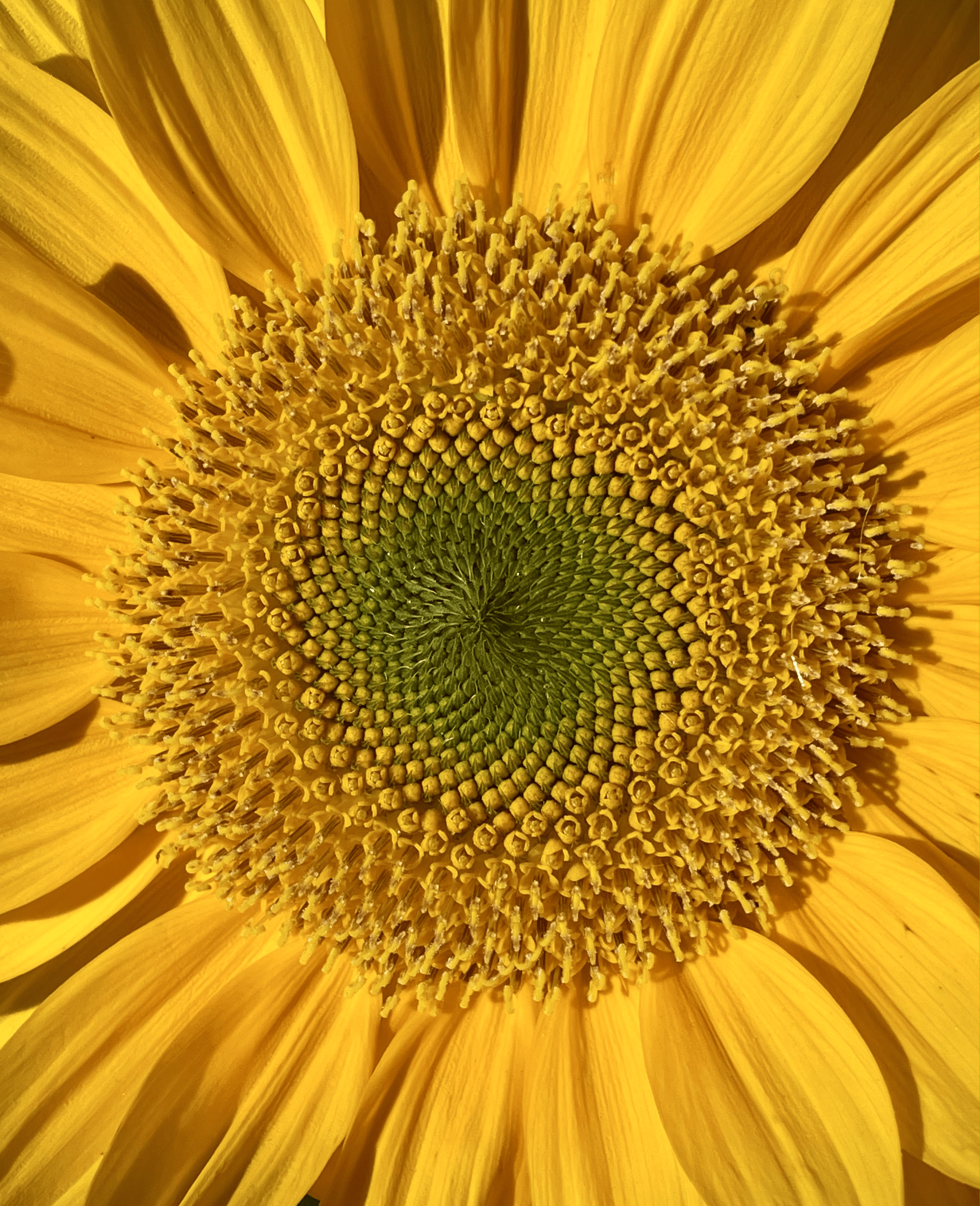 Close up of sunflower