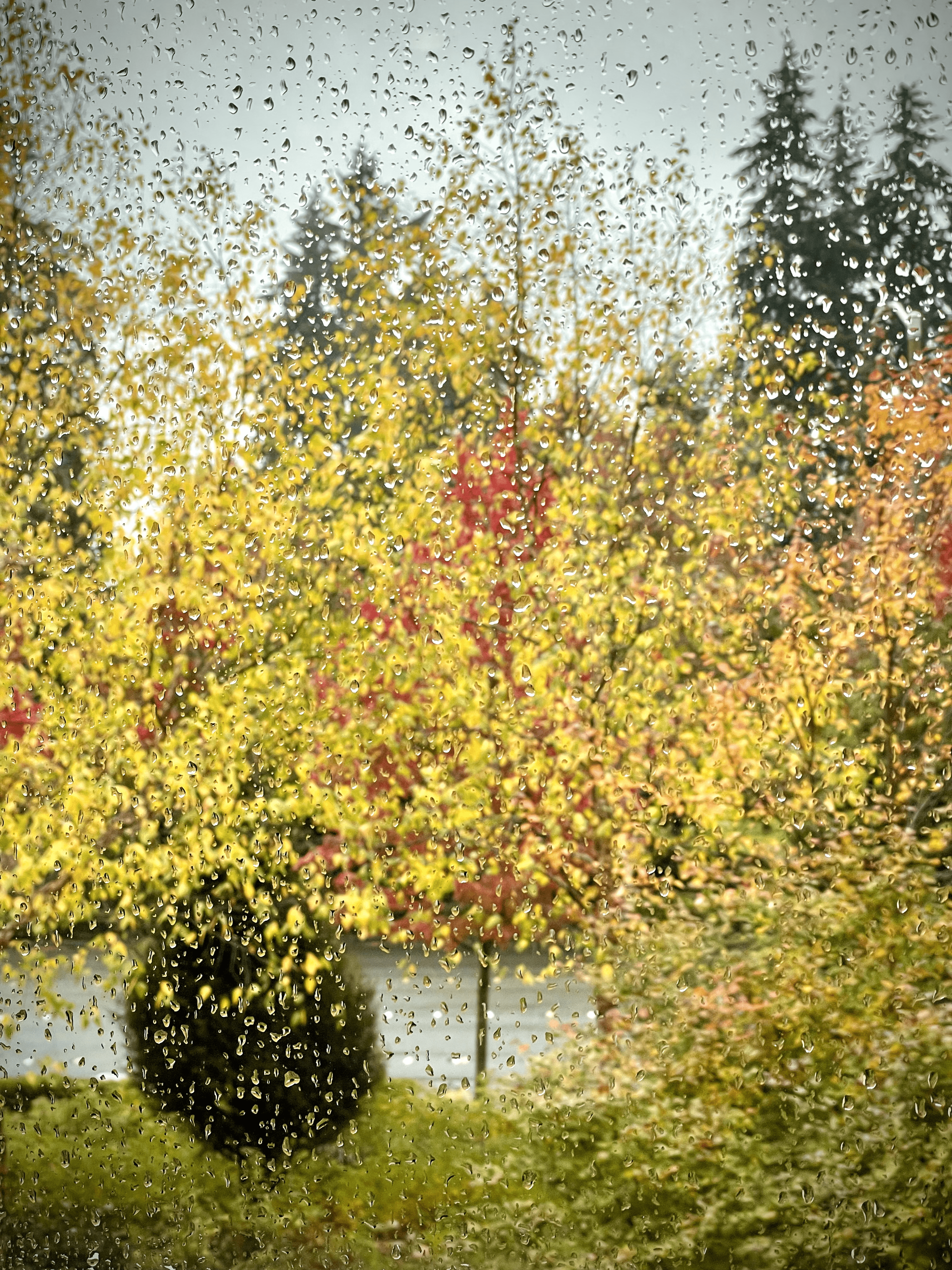 Rain on window with fall trees in background