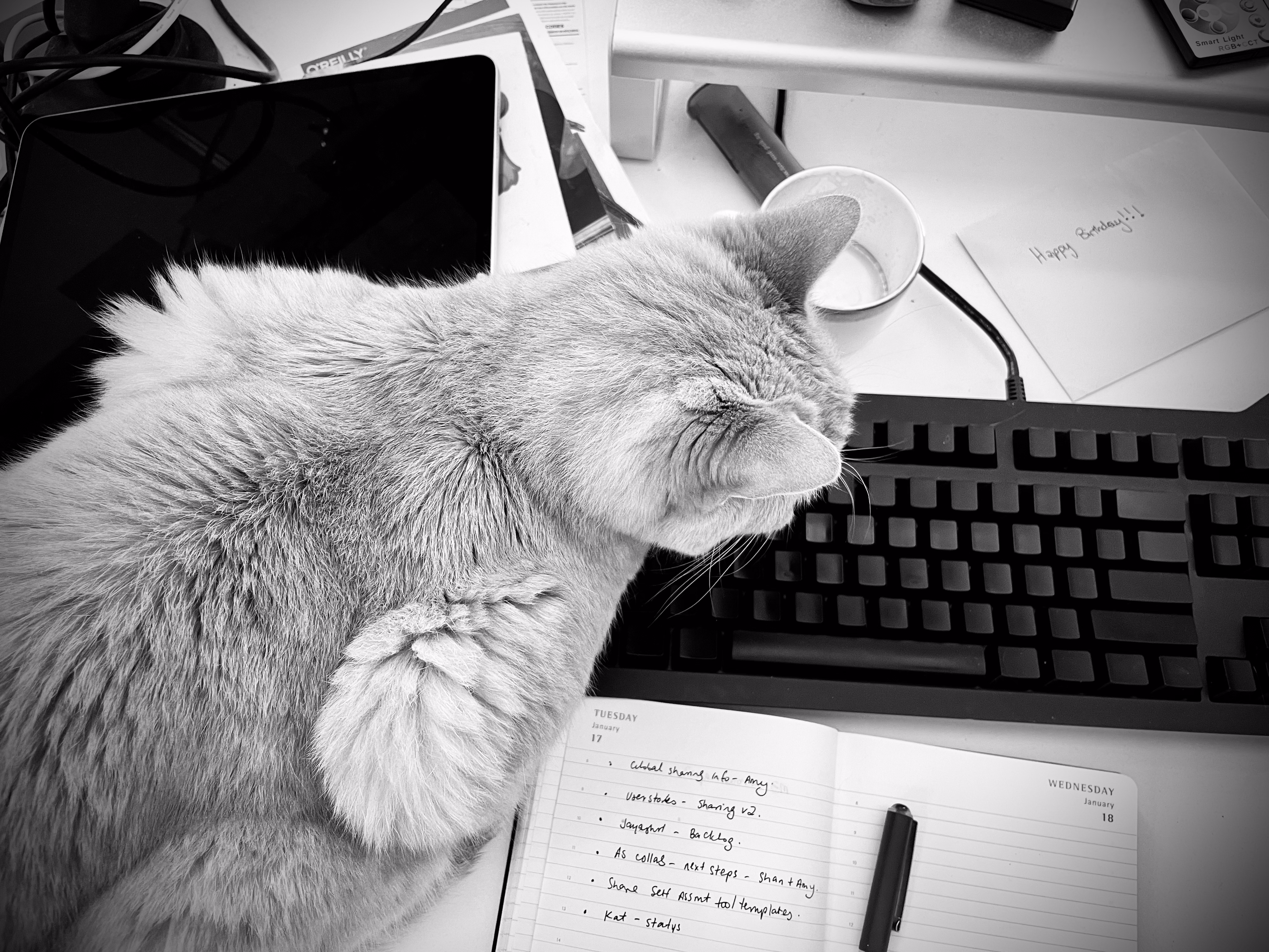 Cat on a messy desk