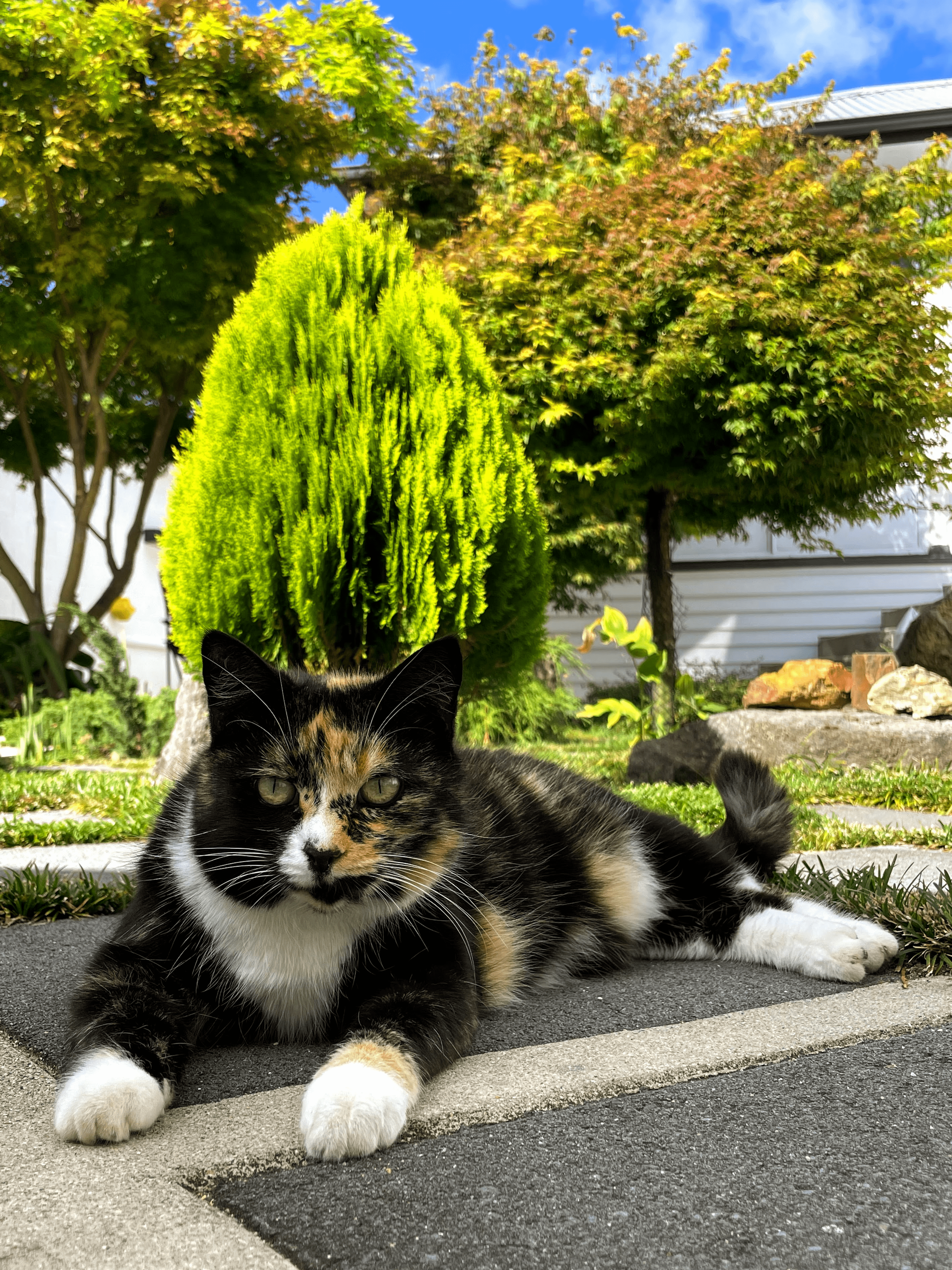 Cat in garden